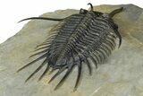 Prone Psychopyge Trilobite - Top Quality Specimen #368559-5